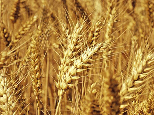 蜜桃视频在线免费观看化肥案例展示一