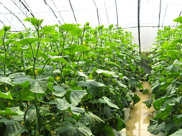 蜜桃视频在线免费观看化肥案例展示二