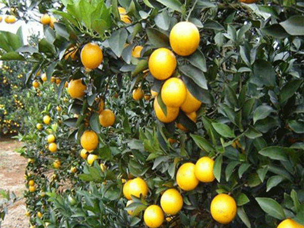 蜜桃视频在线免费观看化肥案例展示三