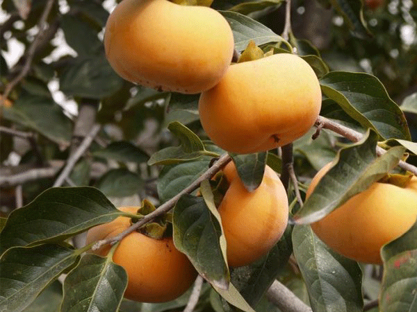 蜜桃视频在线免费观看化肥案例展示五